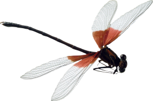 Dragonfly PNG-26259